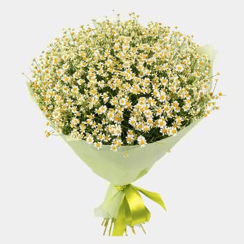 Ромашки или полевые цветы