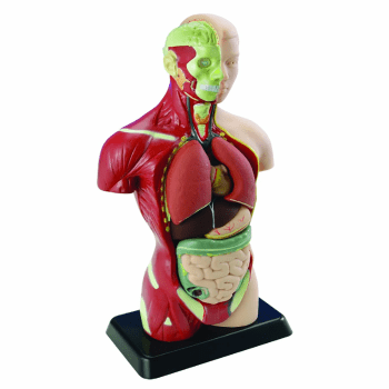 Анатомическая модель “Тело человека”