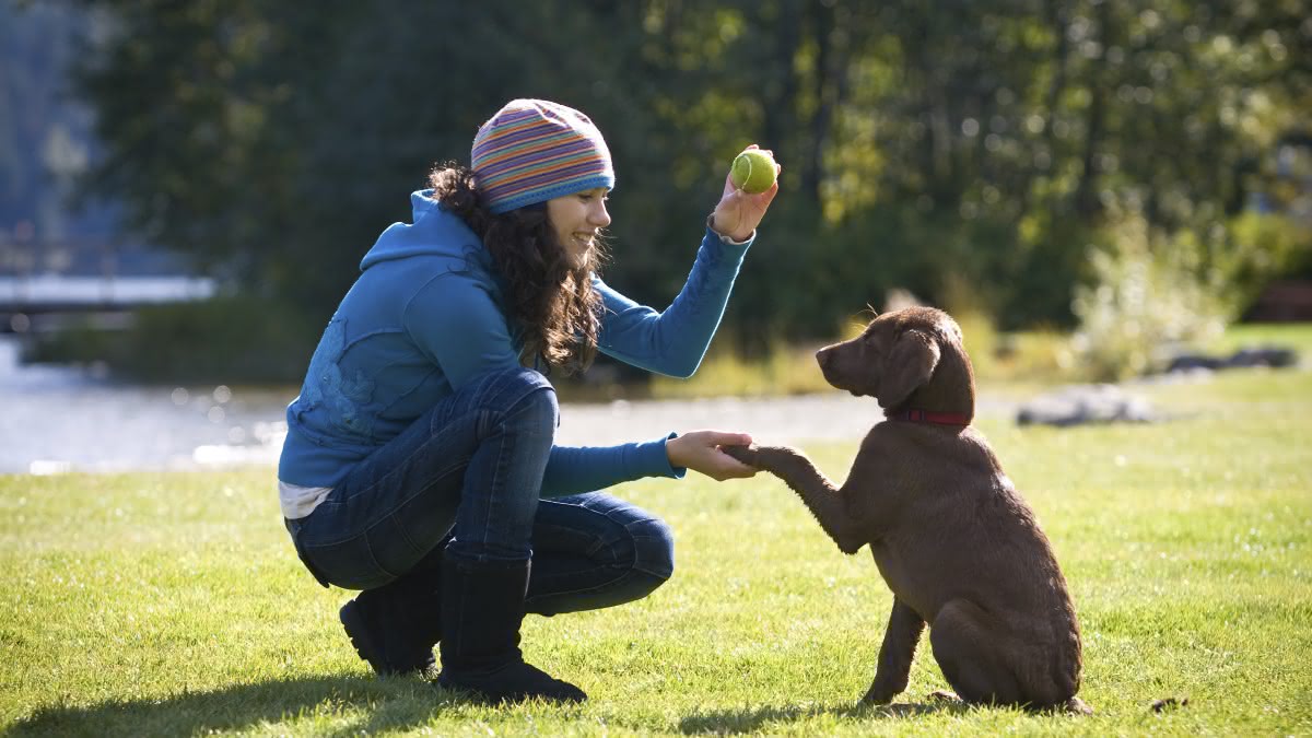 Девайсы для дрессировки собак