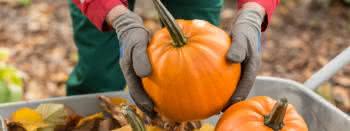 Сбор урожая: подарки для сада и дачи осенью